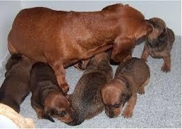 ペットロス。あなたの心を癒します 愛犬を8回亡くした私が貴方のペットロスの気持ちに寄り添います イメージ2