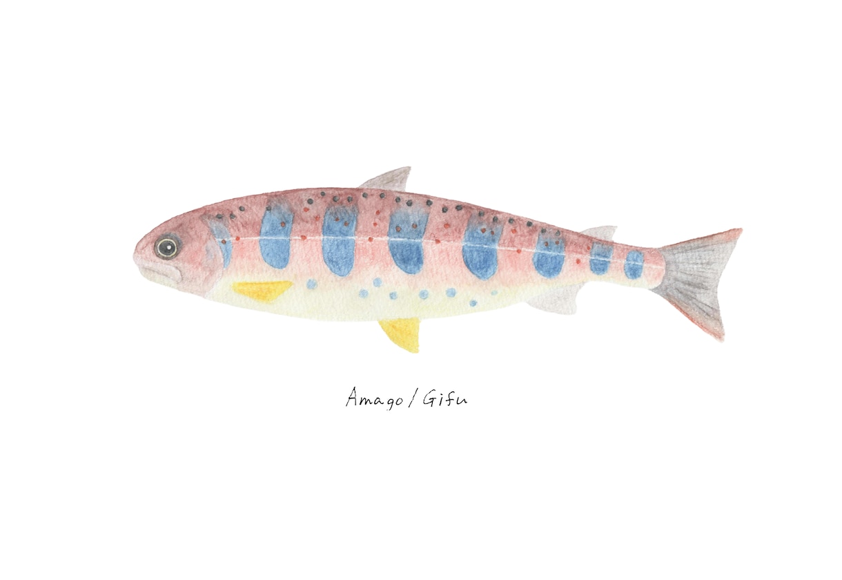 釣った渓流魚を透明感のある水彩で描きます 川ごとに違う色と模様を、水に溶ける色鉛筆で一枚に イメージ6