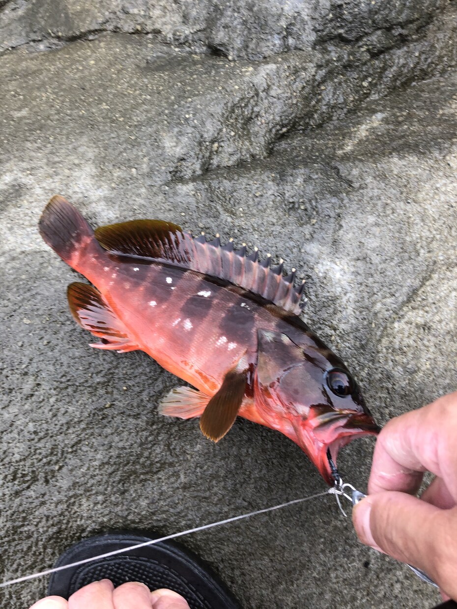 熱海、伊東周辺の釣りをガイドします お一人様からファミリーまで、全て対応させて頂きます イメージ2