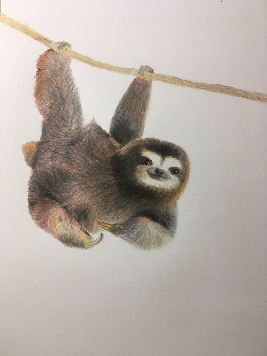 動物・虫のイラスト描きます 動物・虫の絵を色鉛筆を使って描きます。 イメージ3