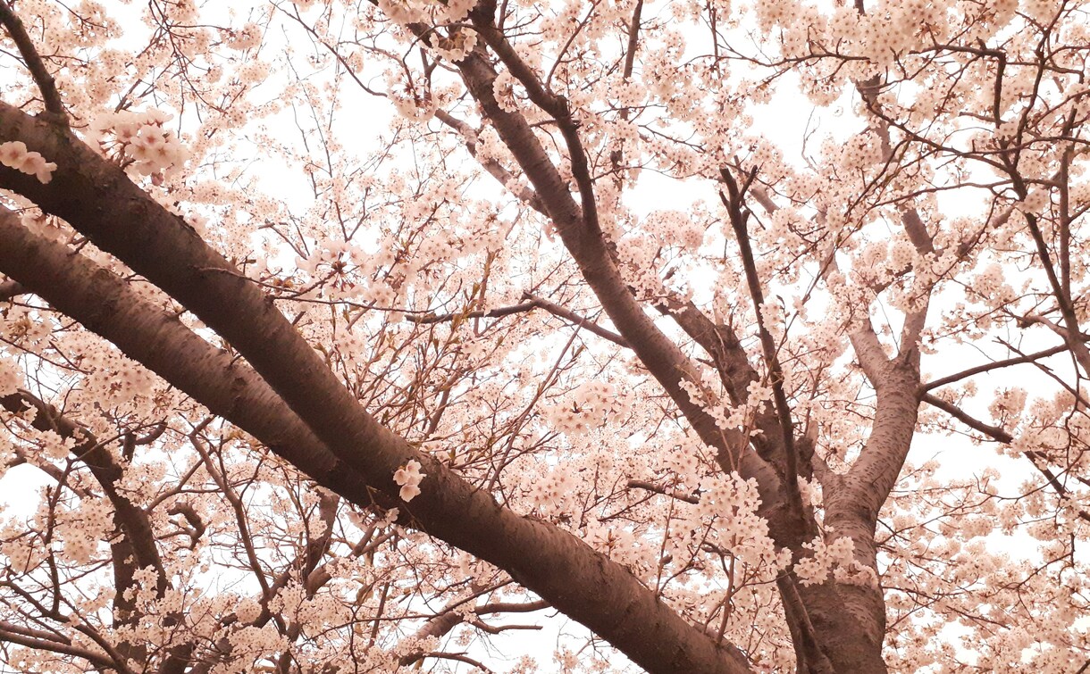 写真素材提供します 空や植物などの自然の写真が好きな人へ イメージ4