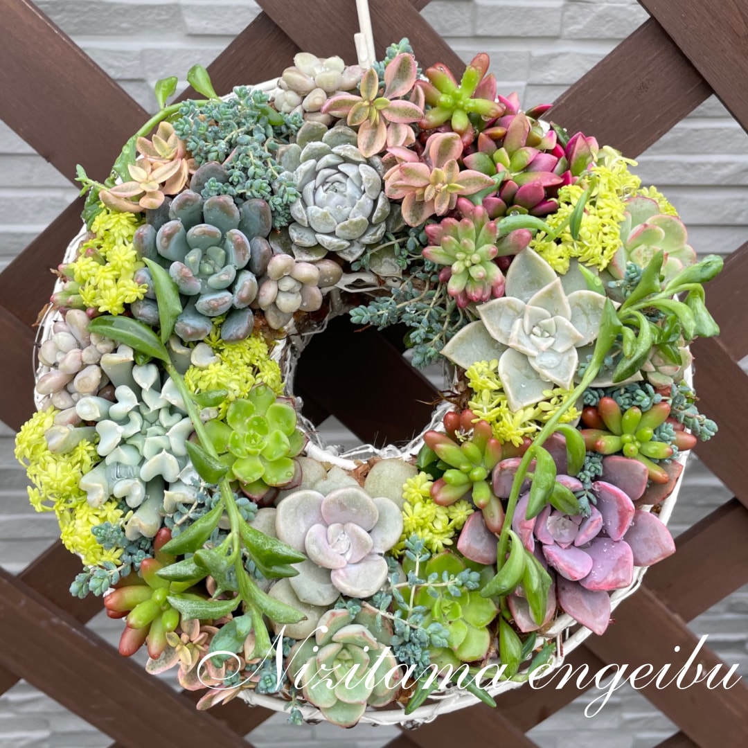 多肉植物の寄せ植えお作りします 多肉植物の専門家があなたにピッタリの寄せ植えをお作りします イメージ2