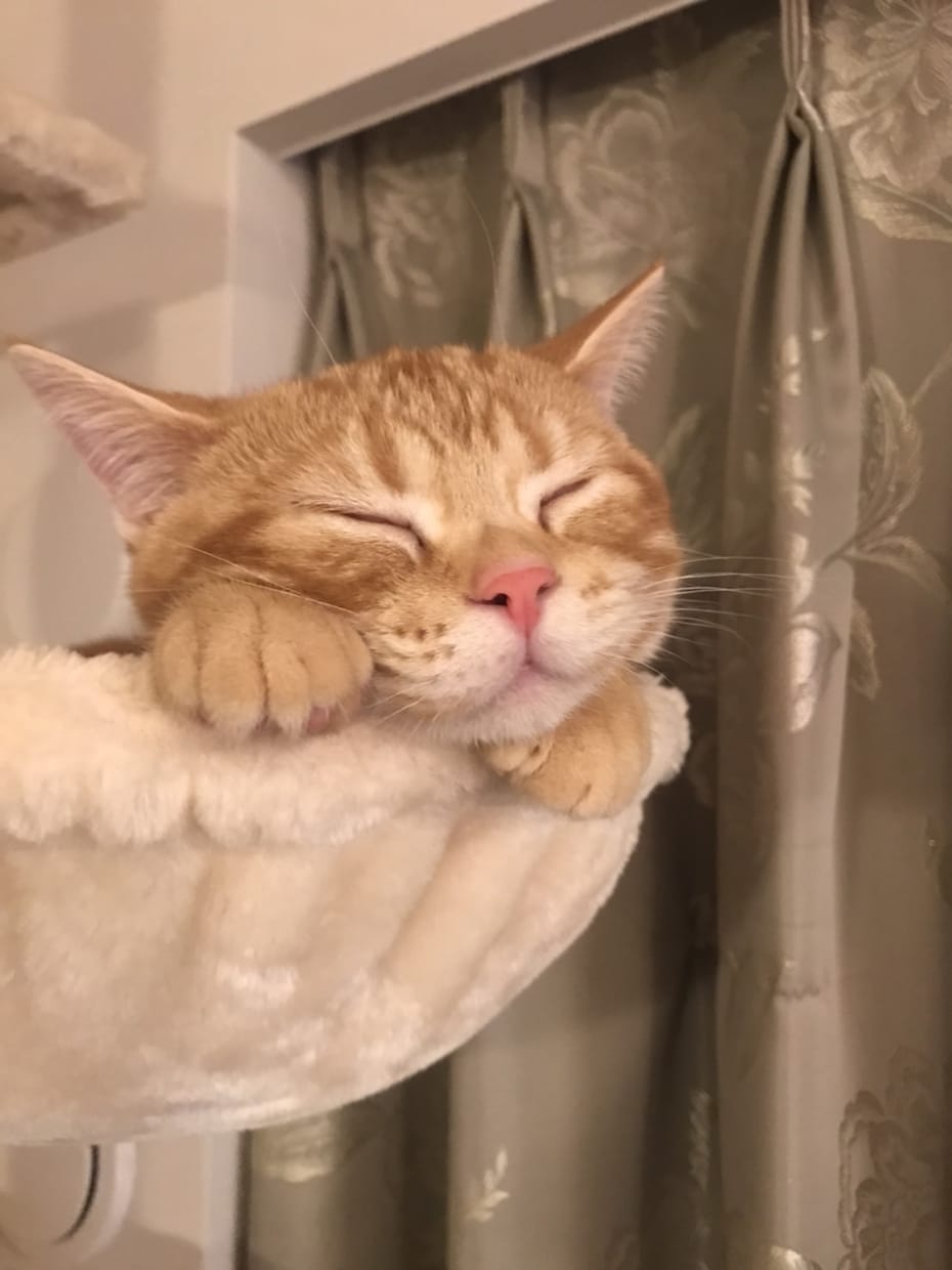 受験生の心のケアをします 心の不安をポジティブなエネルギーに変えるお手伝いをします。 イメージ1