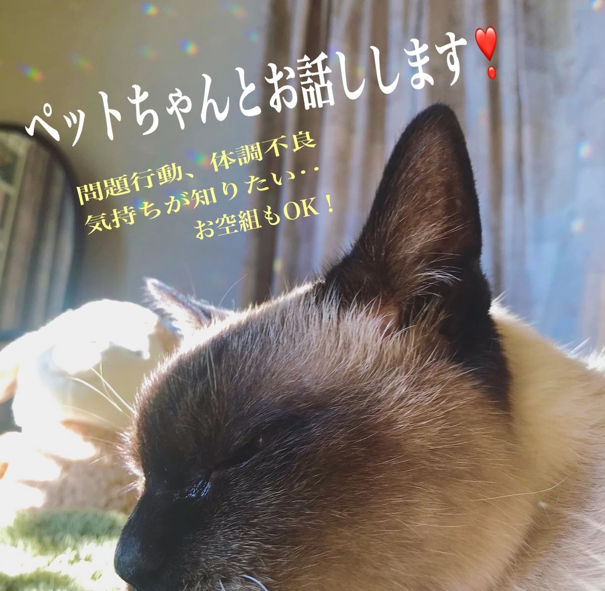 ペットちゃんと飼い主さんの心の架け橋をします 〝問題行動〟〝心配なこと〟の原因を知って解消しませんか？ イメージ1