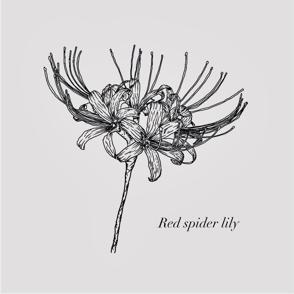花をテーマにした繊細な絵を作ります 日常にそっと彩りを添える、花のアート イメージ2