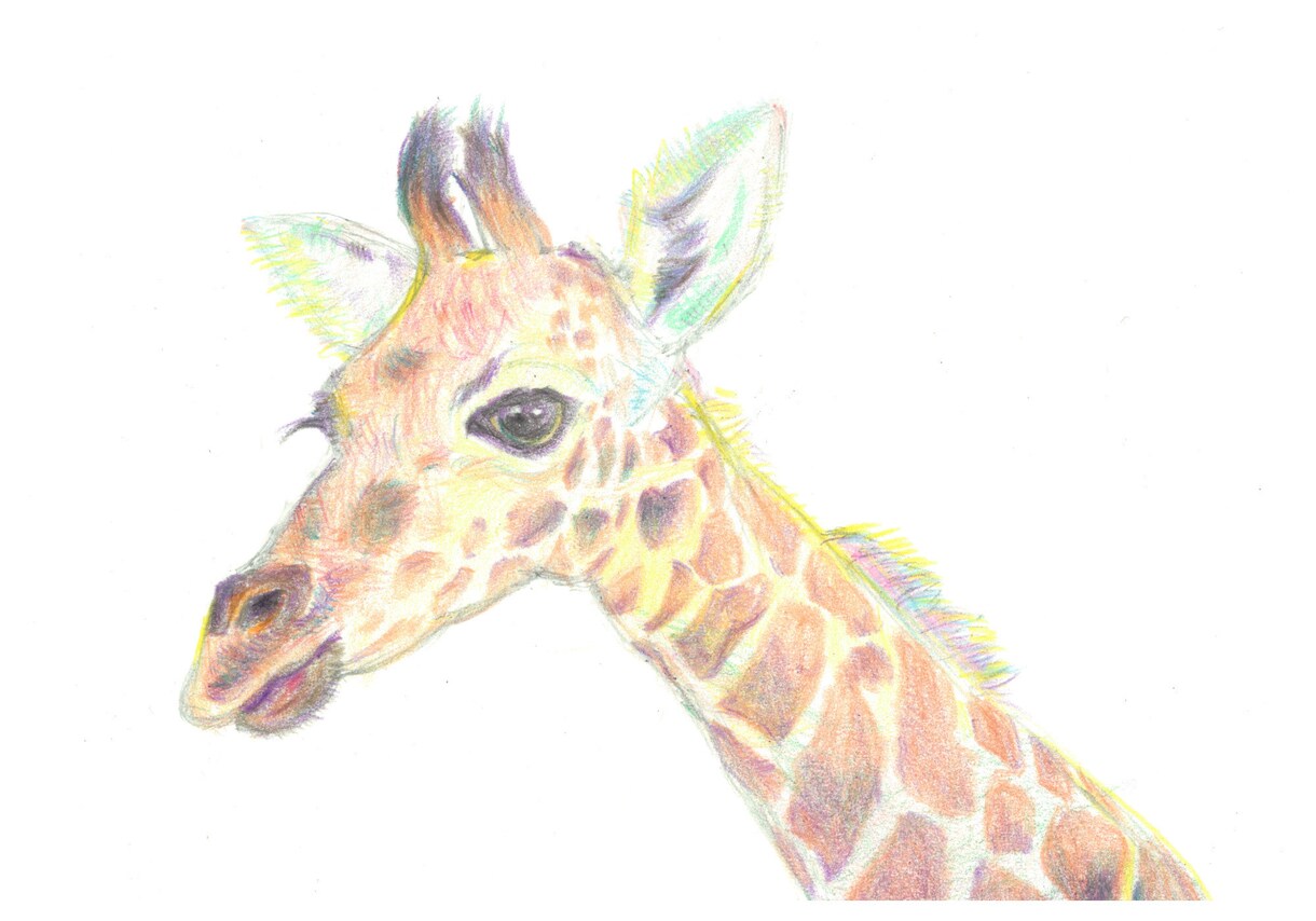 あなたの大切な人、ペットを絵画にします 色鉛筆画　ポストカードサイズです。心を込めて制作致します。 イメージ4