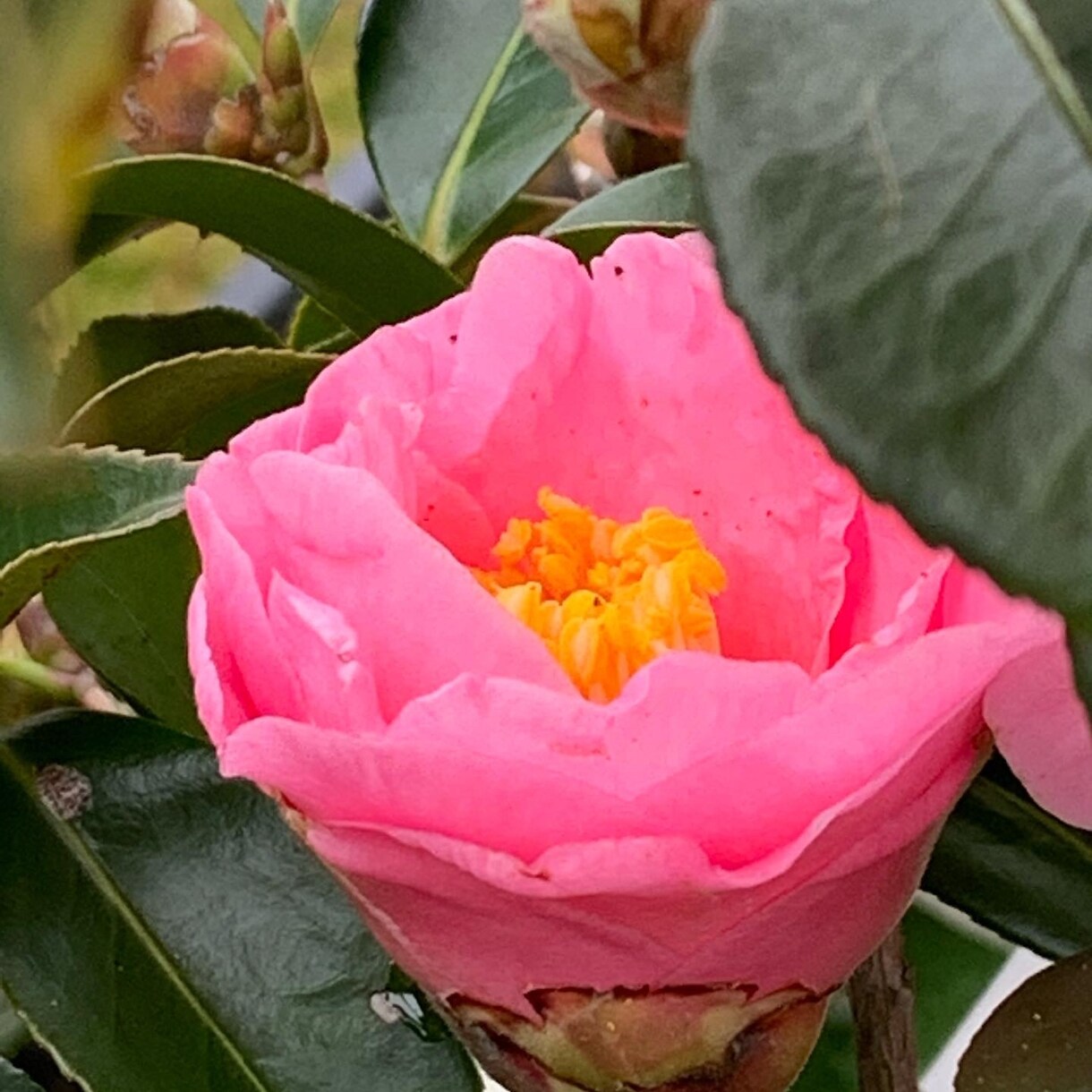 印象に残る季節の草花の写真を提供します 自然の色とりどりの草花で、より鮮やかな日常にします イメージ5