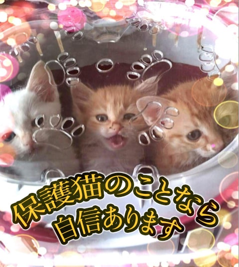 保護猫の悩み、慣れさせ方、猫ちゃん全般相談のります 今までのにゃんこ保護活動の知識をお役立てください！ イメージ2