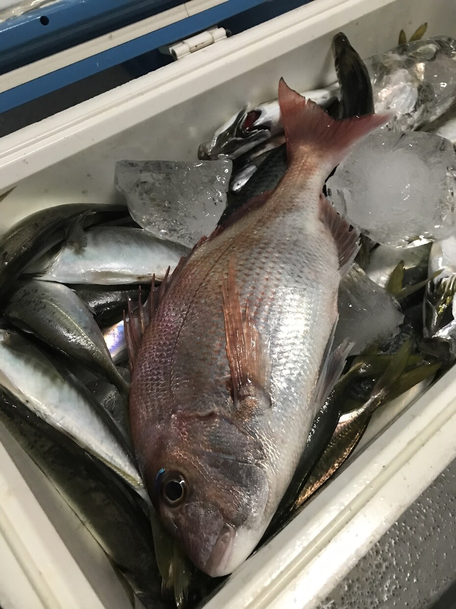 新潟の釣れる釣り船紹介します 船釣りをしたいと思っている方、ベテランの方向けです！ イメージ2