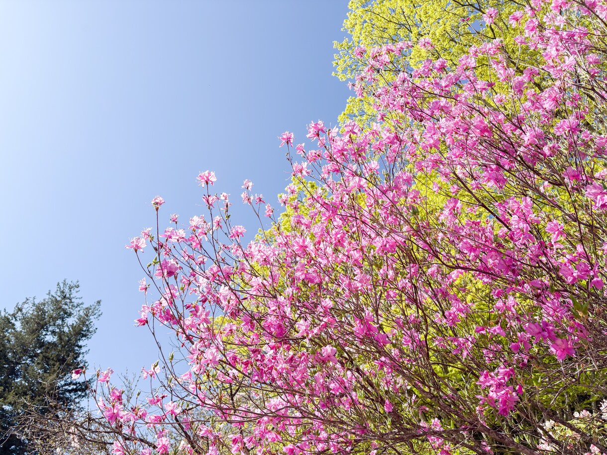 お花・植物・自然の写真提供します 色鮮やかなお写真多めに提供します イメージ9