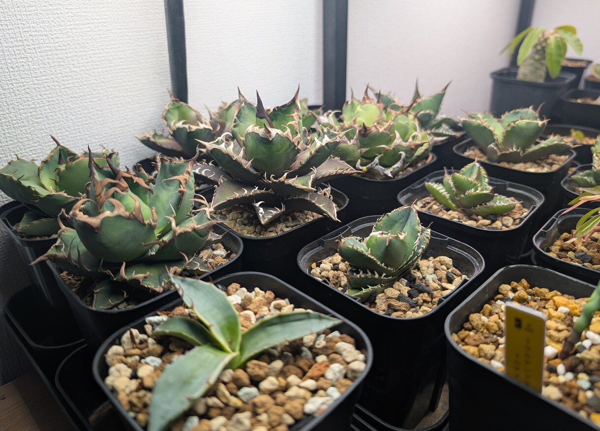 葉が落ちる・動かない植物を写真で一緒に整理します 【写真OK｜塊根・ビカク・アガベ対応｜原因を整理したい方】 イメージ3