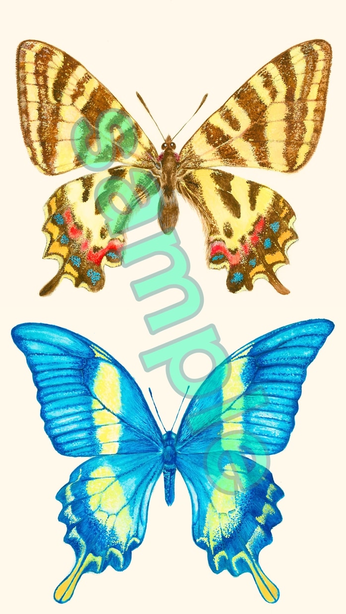 透明水彩絵の具で写実的に昆虫の絵を描きます 透明水彩で蝶やトンボ、爬虫類の絵をリアルに描きます イメージ1