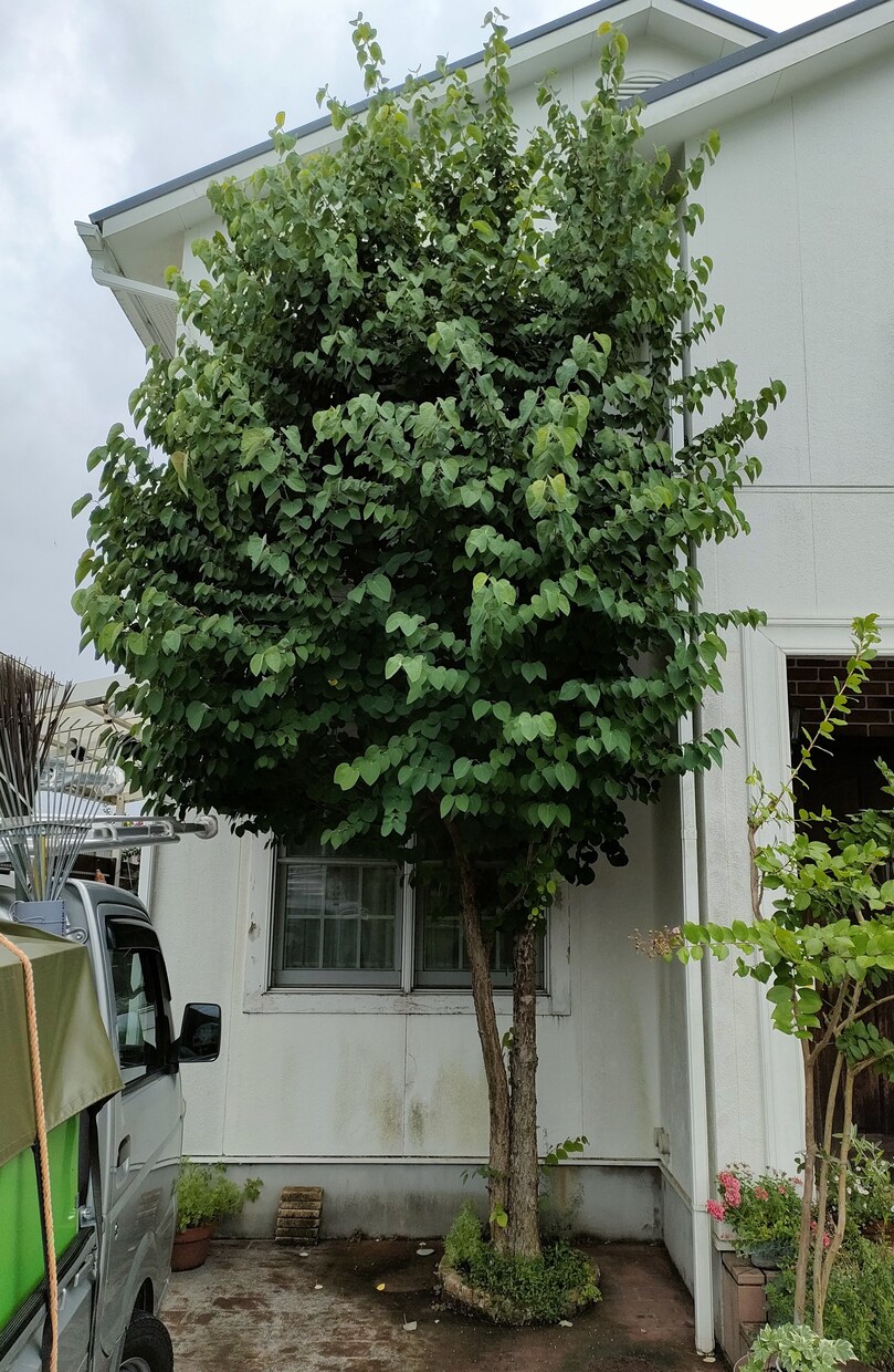会社員が副業庭師として独立するまでを教えます 週末のみでも庭師として独立するまでの実録を語ります イメージ1