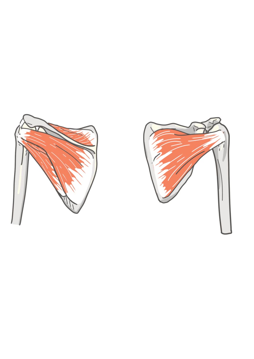 医学的知識に基づき様々な解剖学イラストを描きます テキスト・教本納品実績あり！商用OK！ イメージ2