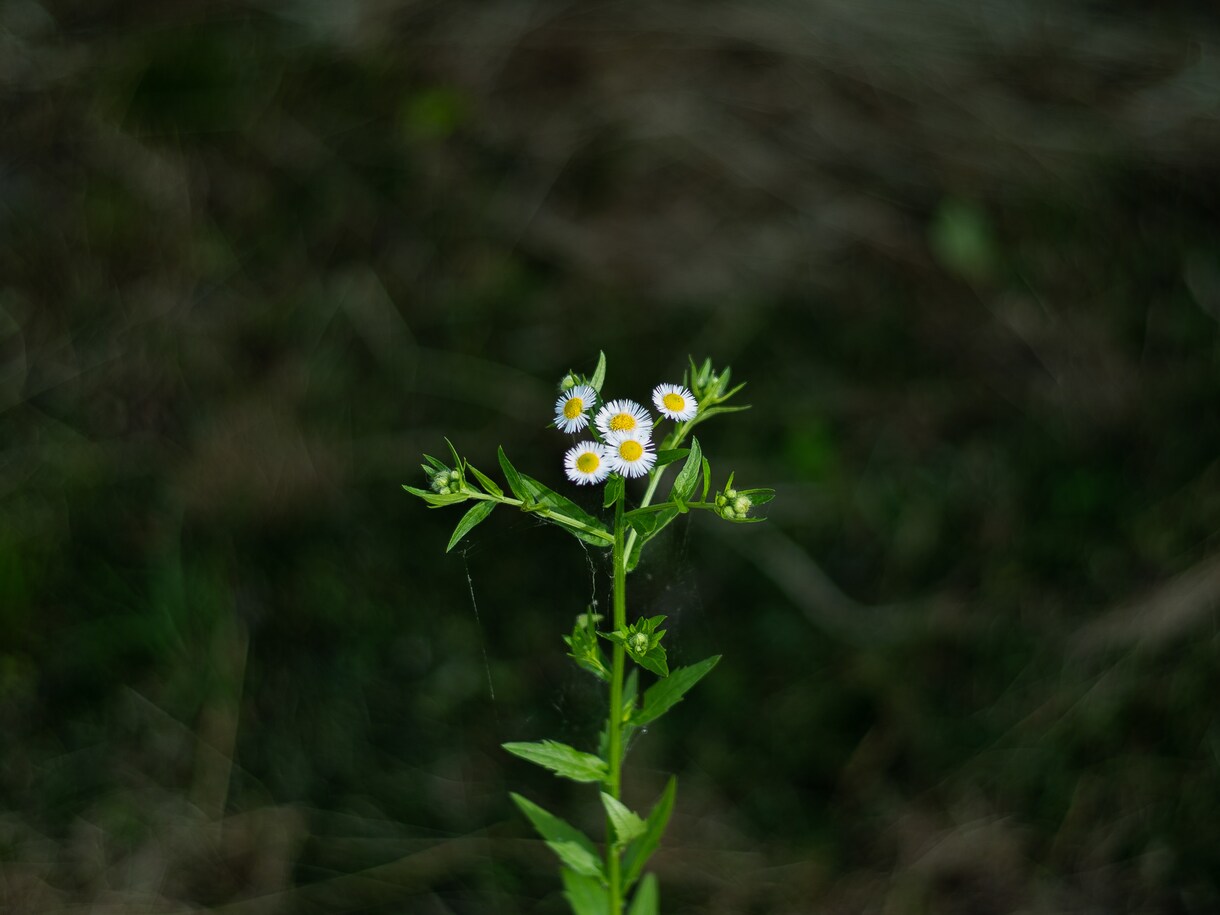 ワンランク上のお花写真★被りにくい写真提供します "綺麗なボケ味"（33種セット）著作権フリー写真素材ご提供 イメージ3