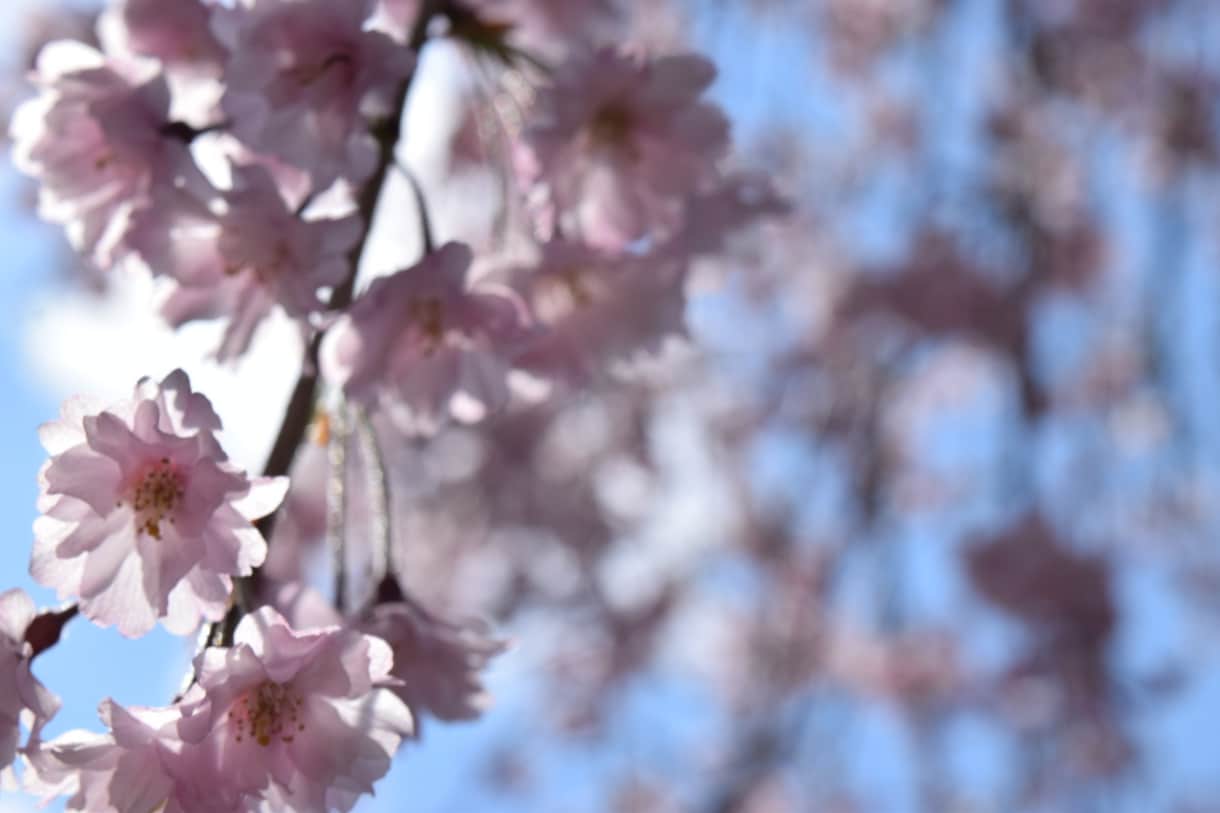 綺麗な風景画を届けます その一瞬を収めた写真を春夏秋冬で撮っています。 イメージ1