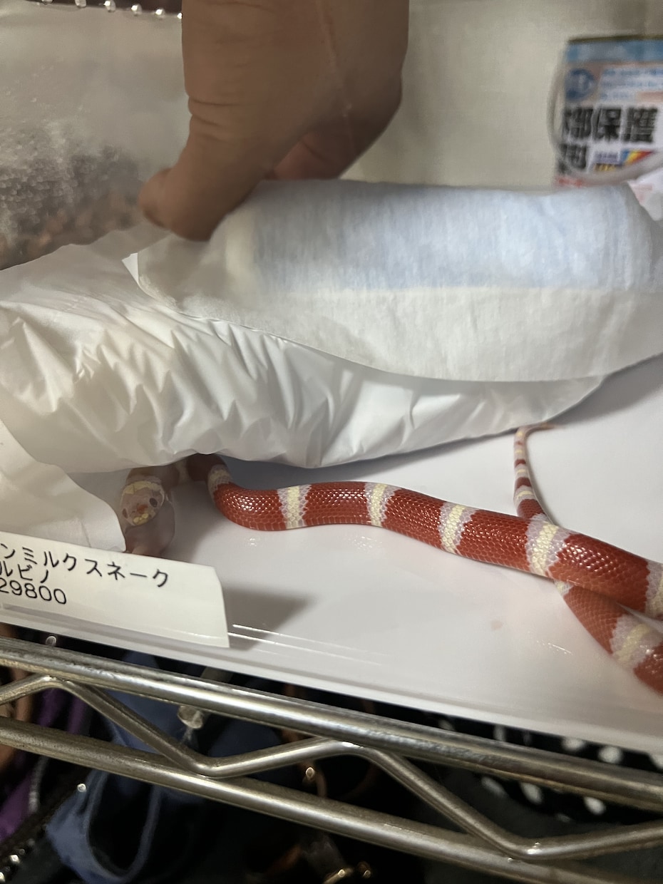 爬虫類に関するお悩みお受けします 飼育、モルフ、販売、買取、駆除、繁殖、何でも構いません！ イメージ2