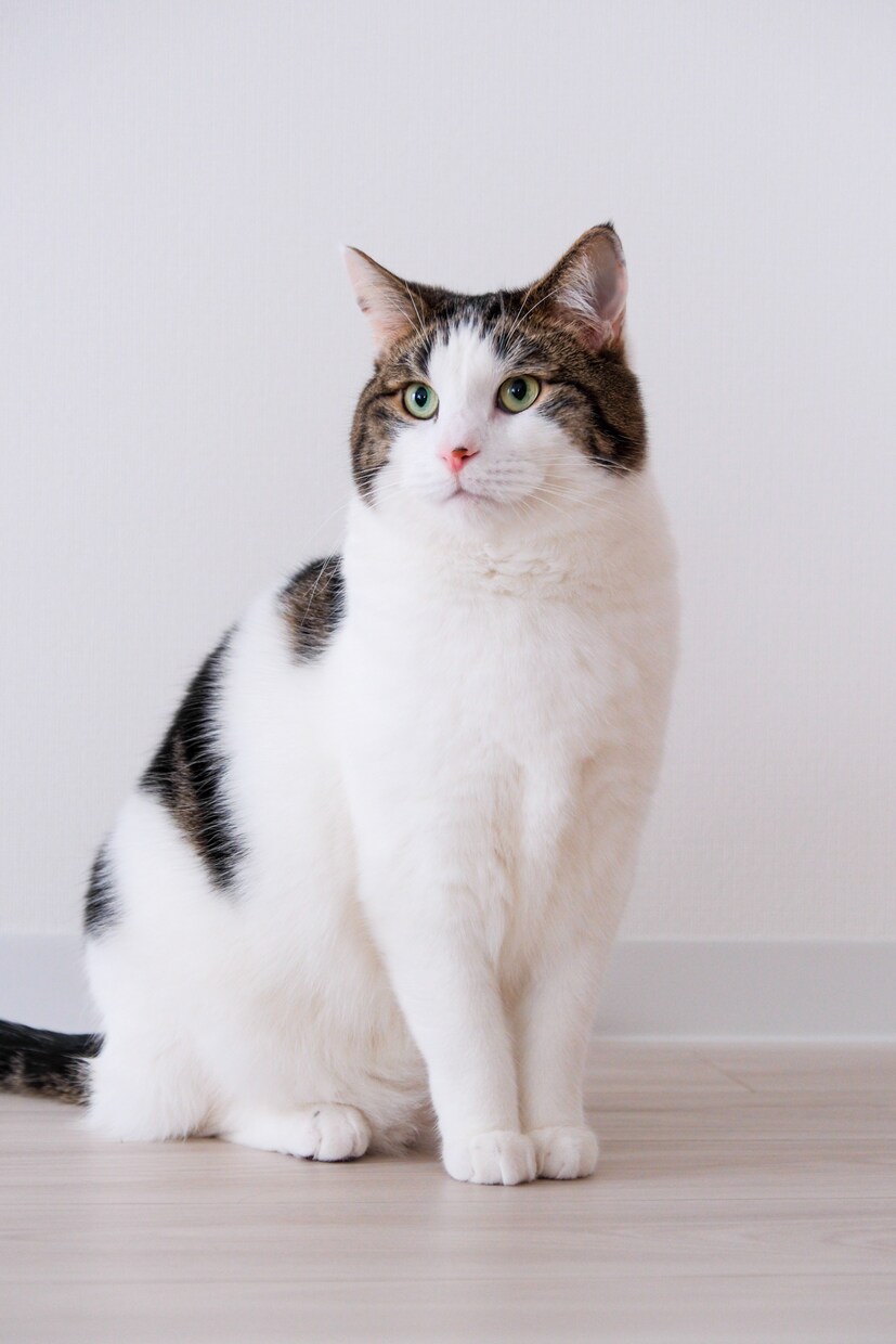 一人暮らしで猫を迎えたい方の相談に乗ります 一人暮らしで猫と暮らして4年。仕事しながら育てるコツを伝授！ イメージ4