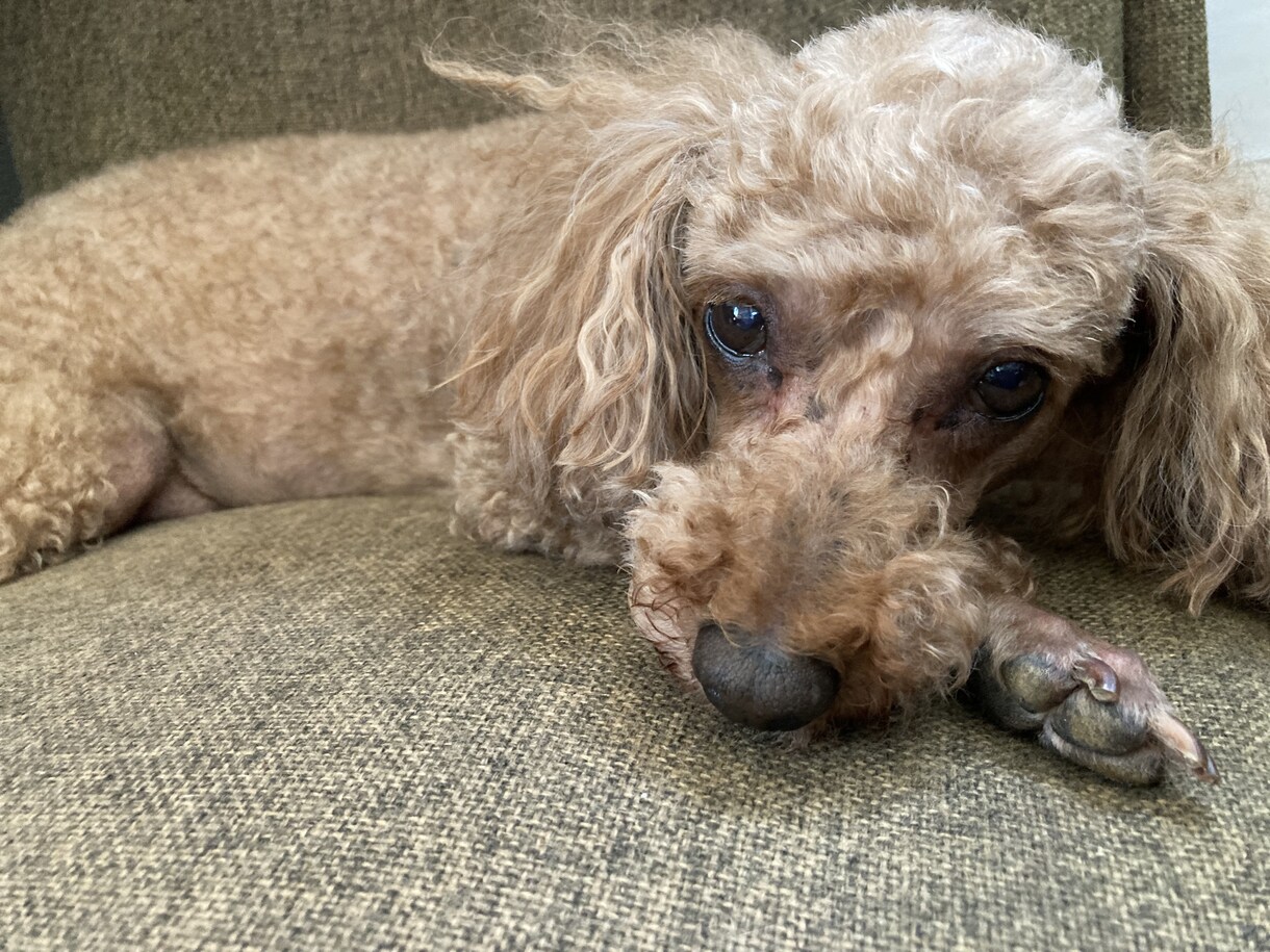 犬を飼うときや犬のしつけのお悩みなど相談のります 犬種ごとの特徴を教えます！躾のお悩みにお応えします！ イメージ1