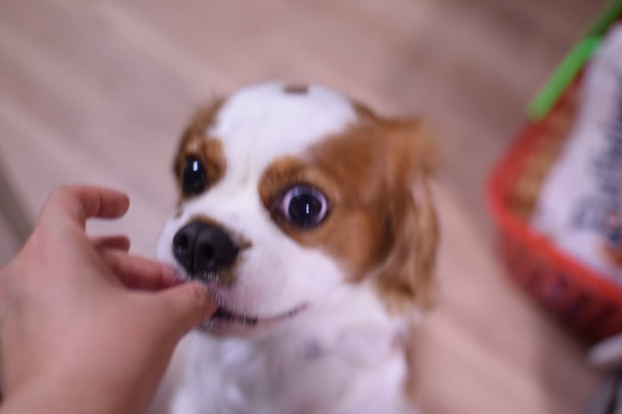 初めて犬を飼われる方など。いろいろ相談のります なんでも聞いてくださいね、犬のこと。 イメージ1
