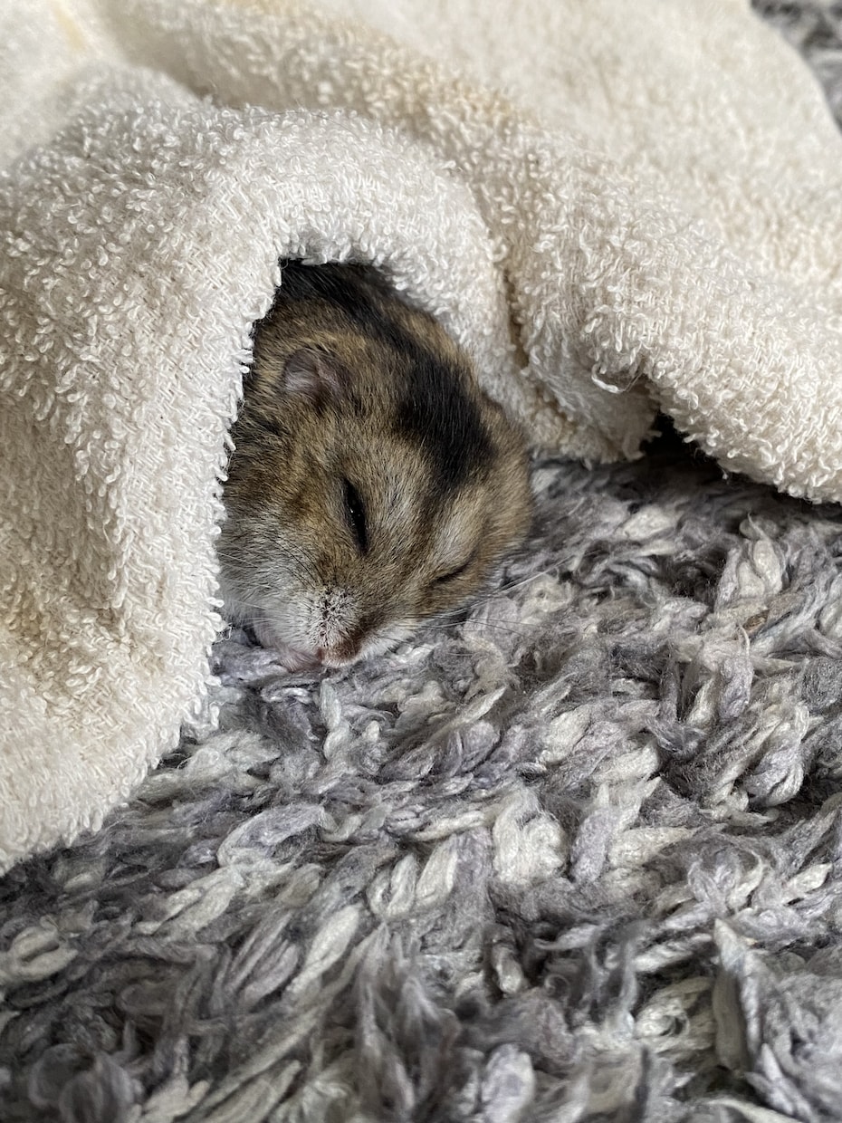 動物に関するお仕事をしてる方におすすめします 素人ならではのアングルをお楽しみください イメージ3