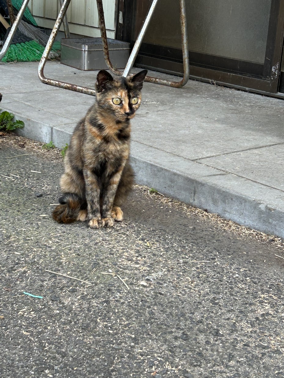 猫ちゃんの可愛い写真を送ります。ます 猫ちゃんだけじゃなくて牛さんの写真や季節の写真を送ります。 イメージ7