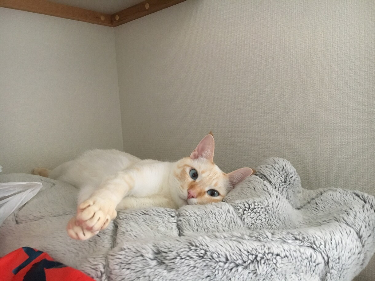 寂しい、眠れないそんな夜にそっと寄り添います 誰かと繋がりたい、そんな日はのんびり・ゆったりと イメージ4