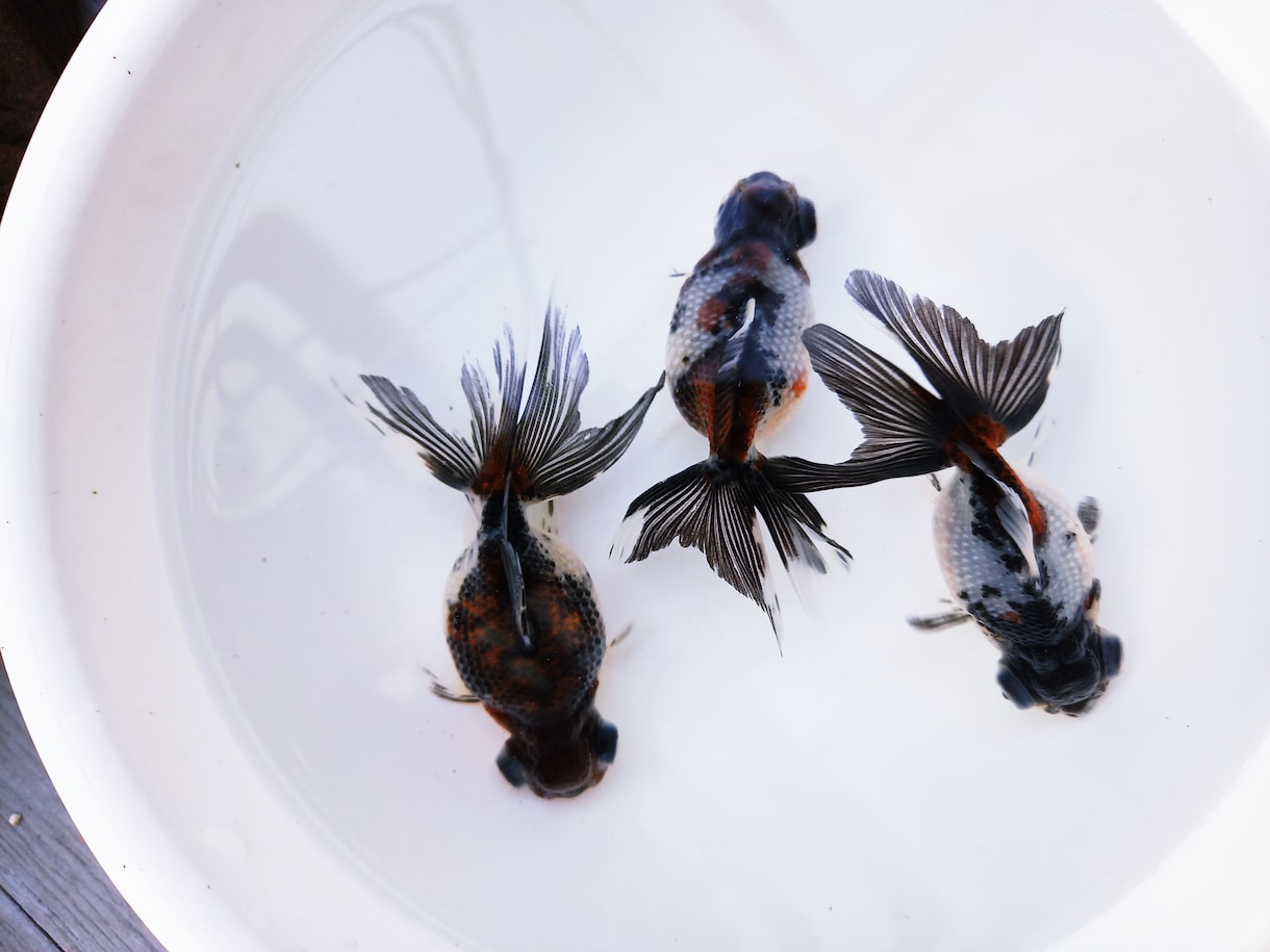 金魚の飼育、産卵、色揚げの方法など教えます 可愛い金魚のために出来る事、一緒に探してみませんか？ イメージ8