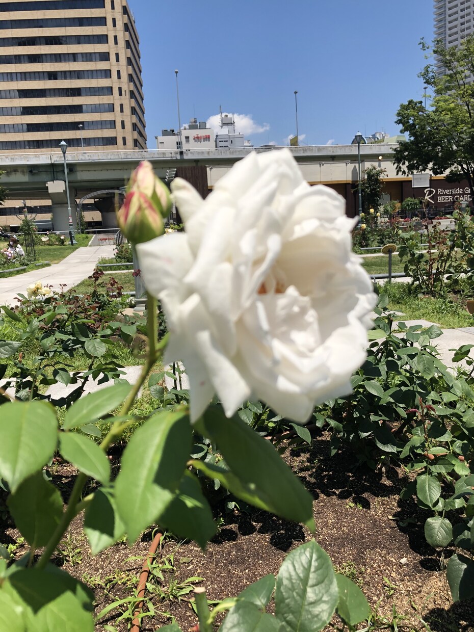 今！話せます 今すぐ！何でも！時間も自由！ご自由にお使いください^ ^ イメージ4