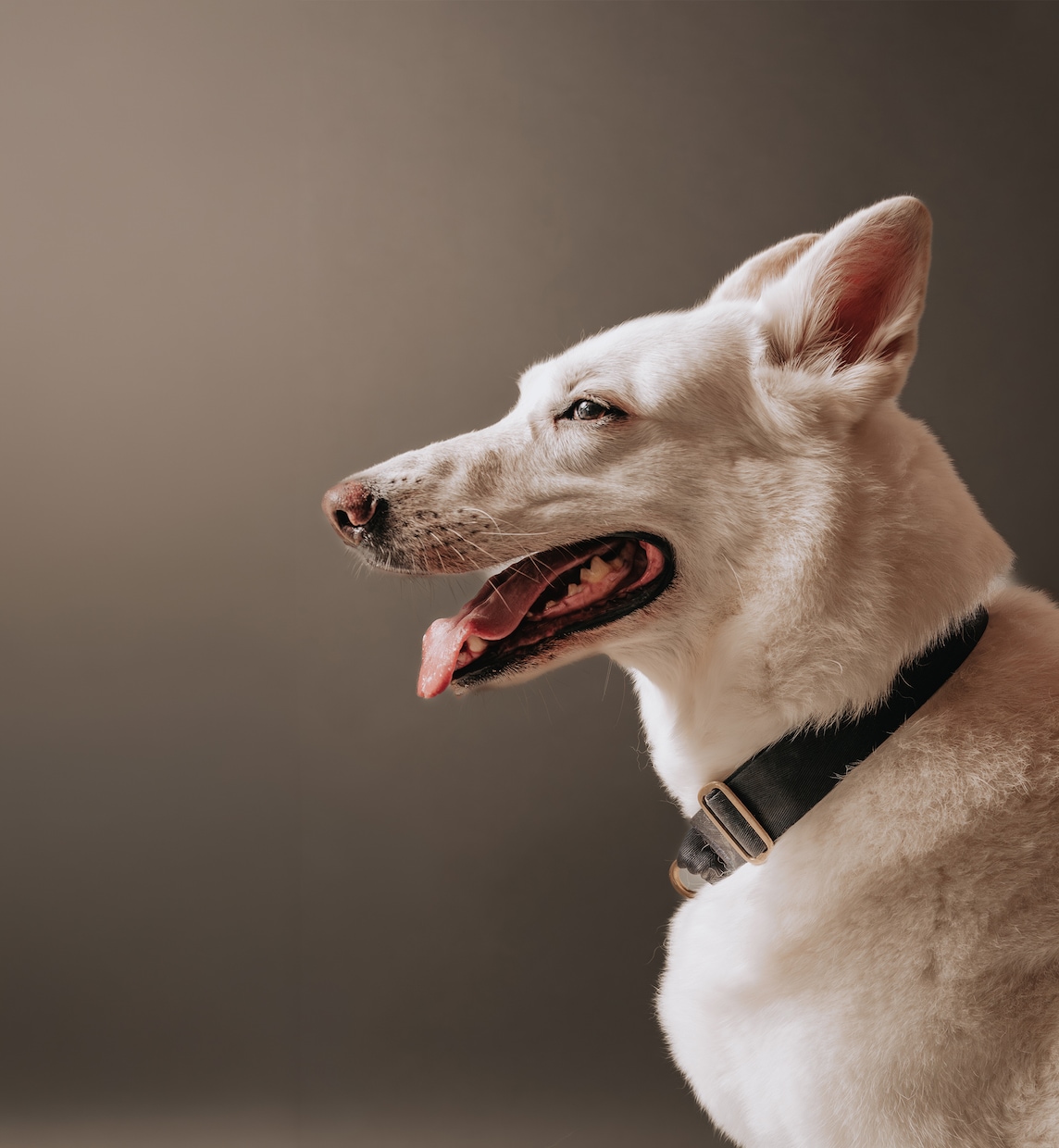 愛犬・ペットを自然な表情で出張撮影します 遊ぶ姿も、見つめる表情も、その子らしさを一枚に。 イメージ5