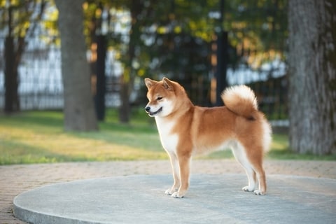 ペットが入る開運花文字アート制作します 愛犬・愛猫のお写真から世界に一つの吉兆アートをお描きします イメージ5