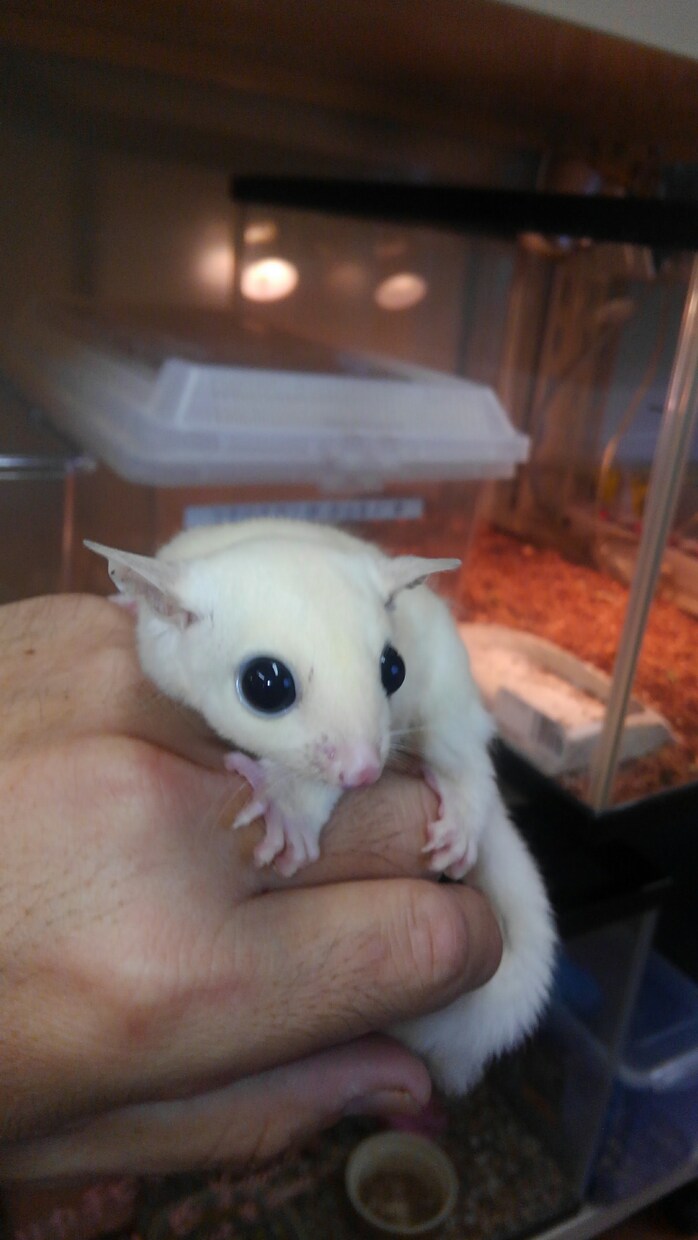 爬虫類、両生類、昆虫等 飼育初心者の相談に乗ります 爬虫類,両生類、昆虫、奇蟲の飼育など、飼育歴30年以上です。 イメージ6