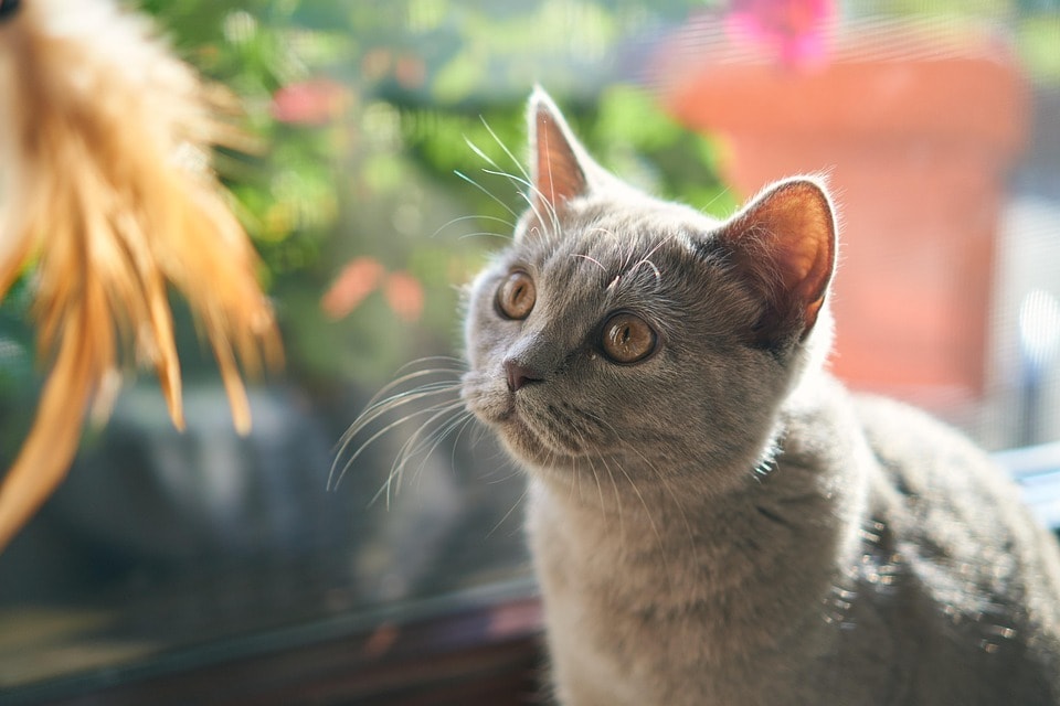 猫被ってることに疲れた貴方へ…その仮面剥がせます 毎日ヘトヘトで溜まっている愚痴や不満なんかを吐き出して下さい イメージ4