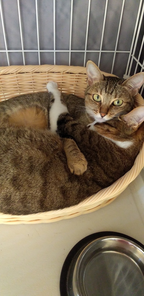 獣医師による犬猫カメのお悩み相談お受けします 犬猫カメの世話や健康等のご質問に寄り添ったアドバイスをご提供 イメージ2