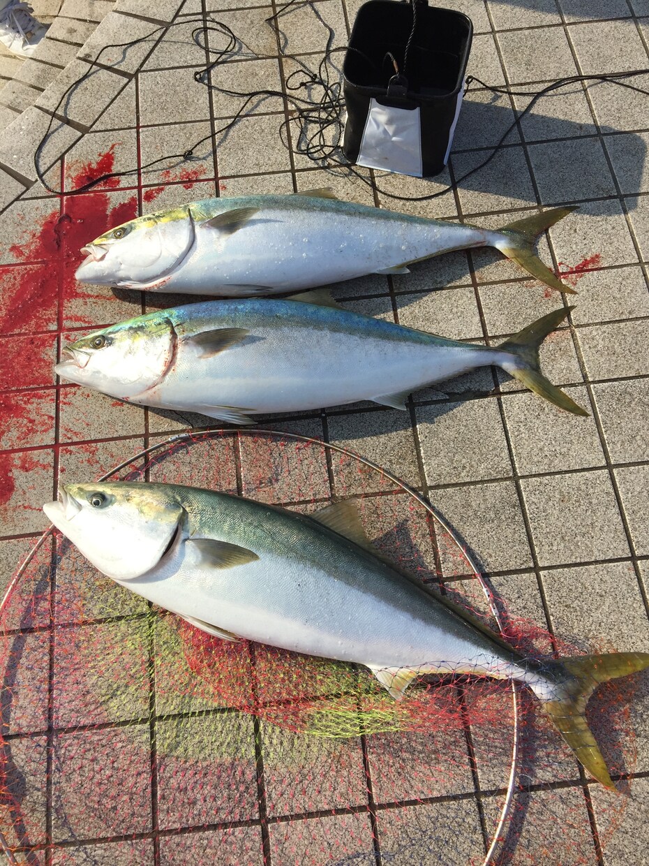 ショアから大物を狙える仕掛けを教えます 青物シーバスなどルアー餌なんでも釣りたい方オススメです イメージ3