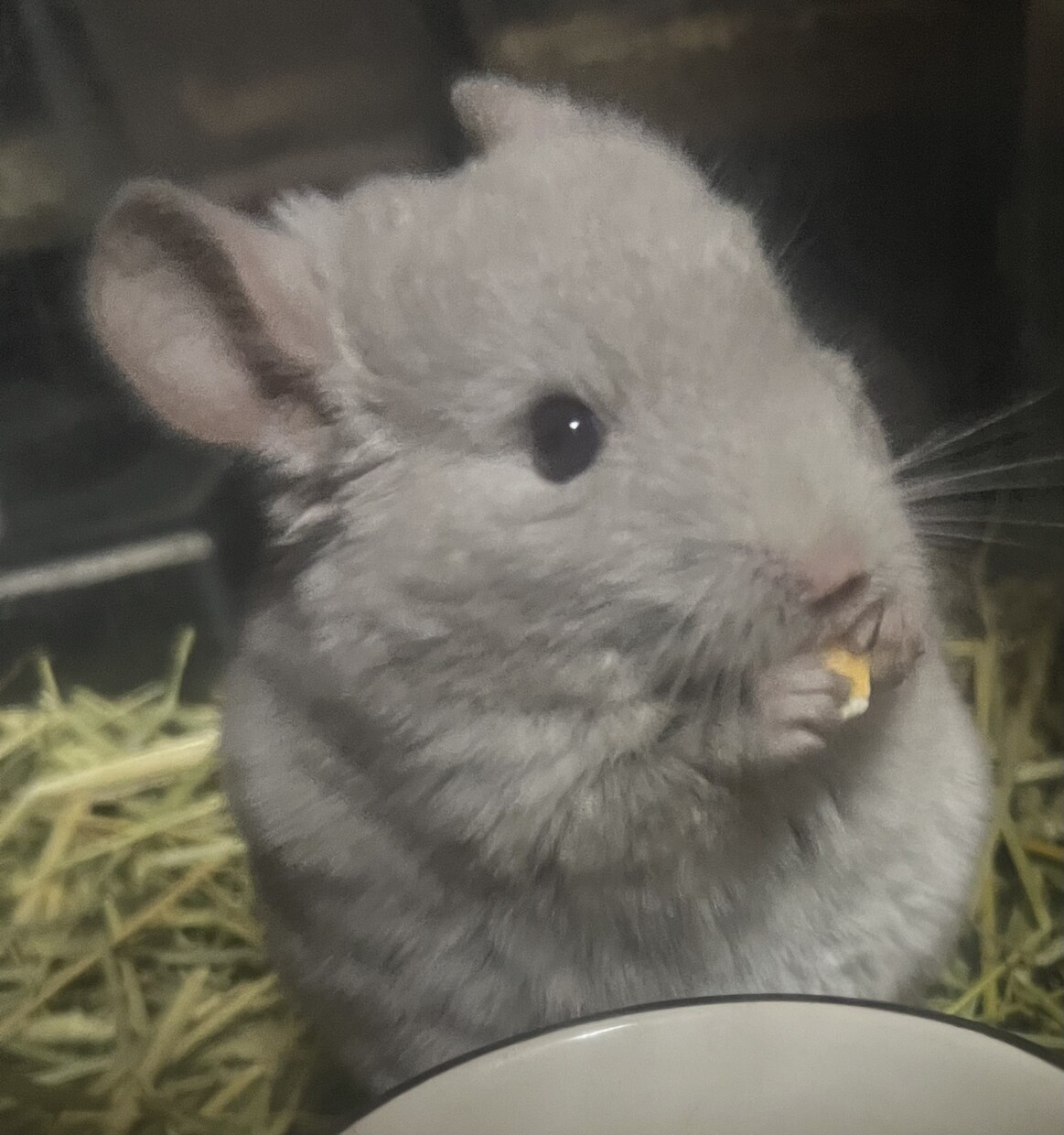 資格あり。ワンちゃん猫ちゃんの相談のります 初めて飼う方の心配事、大きさや飼いやすさなど相談に乗ります。 イメージ1