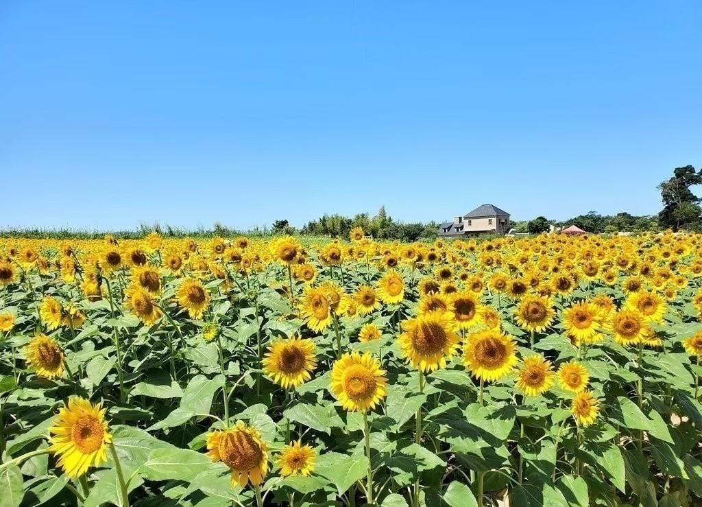 自然、風景の写真提供します 元アイドルが撮影した綺麗な自然や風景の写真です！ イメージ6