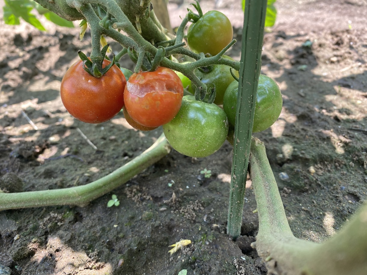 野菜の育て方、アドバイスします 種苗メーカー、農場長の経験をもとにアドバイスさせて頂きます。 イメージ4