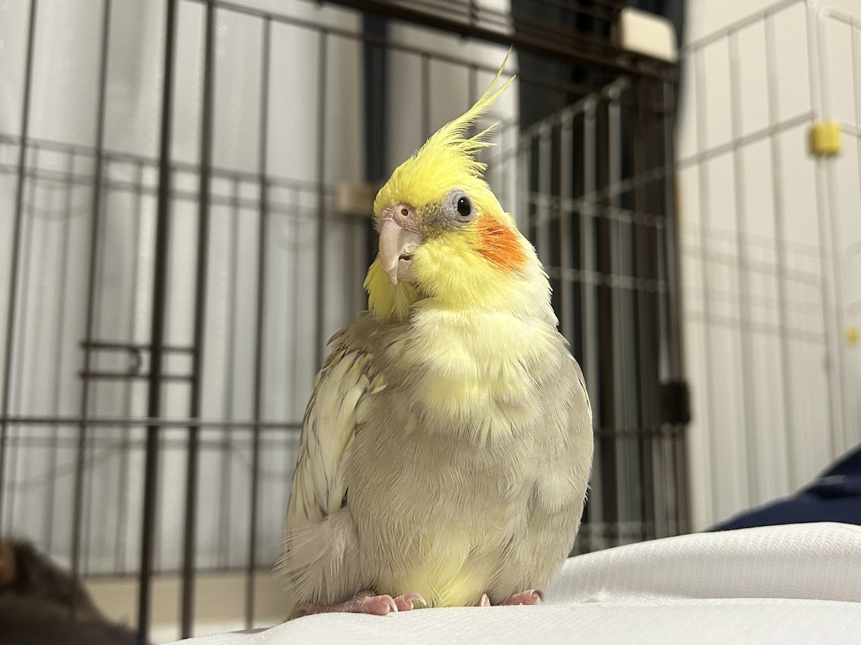 元ショップ店員がペットのお迎え・飼育相談に乗ります 愛玩動物飼養管理士1級が初めてのペット選びと準備を支えます イメージ1