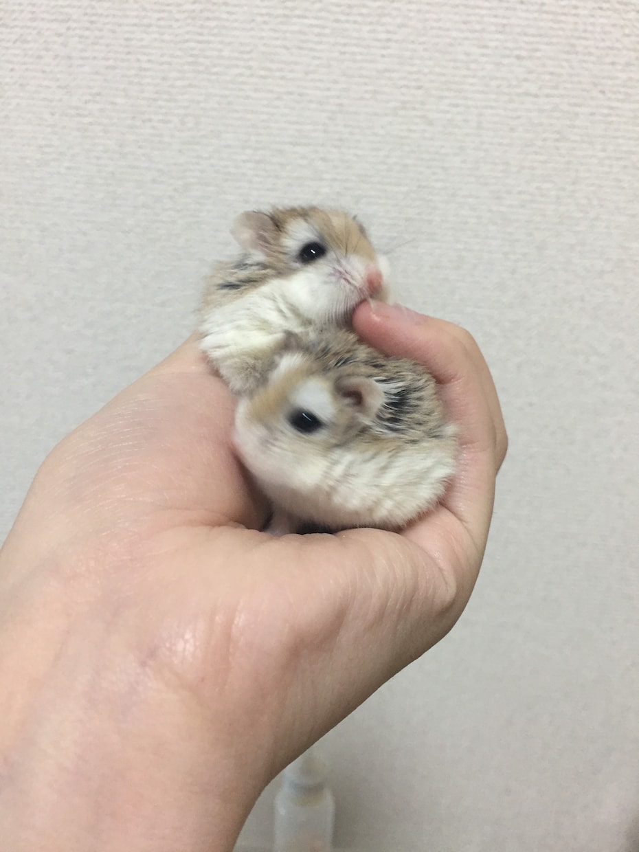 ハムスター飼育について相談受けます ロボロフスキー繁殖成功、ジャンガリアン、最大18匹ほど飼育 イメージ3