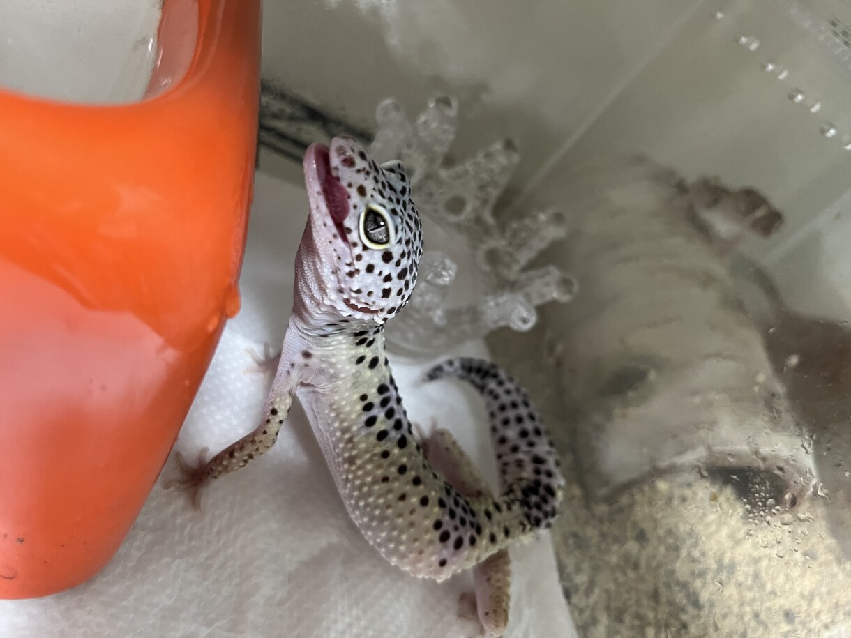 爬虫類のご相談承ります 女性飼育者が提供する爬虫類を初めてお迎えする方向けご相談 イメージ3