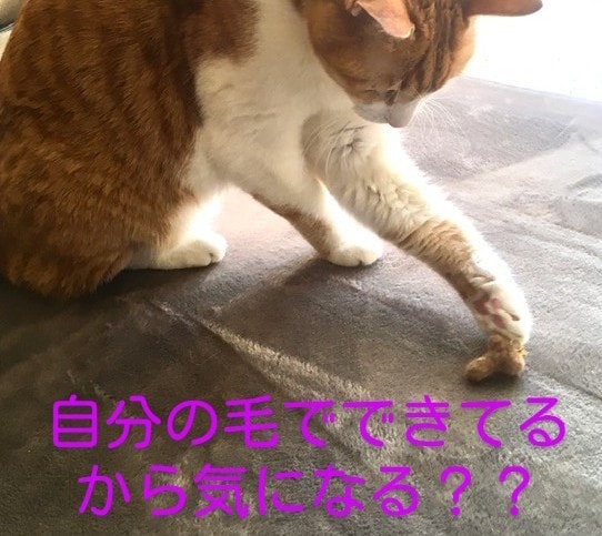 ペットの毛で世界に一つだけのチャームを作ります ペットを連れて行けない場所でもペットを側に感じられます イメージ7