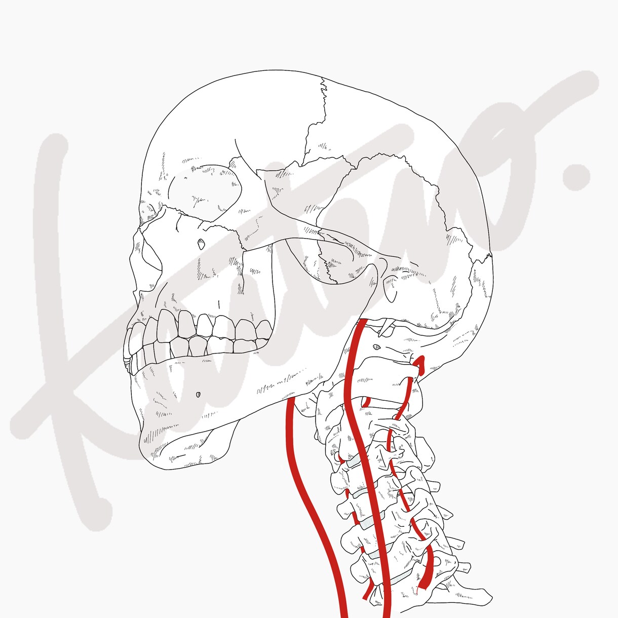 医大生が筋肉や骨、臓器のイラストを描きます 実際に解剖を経験したからこそわかる知識をフルに使います！ イメージ3