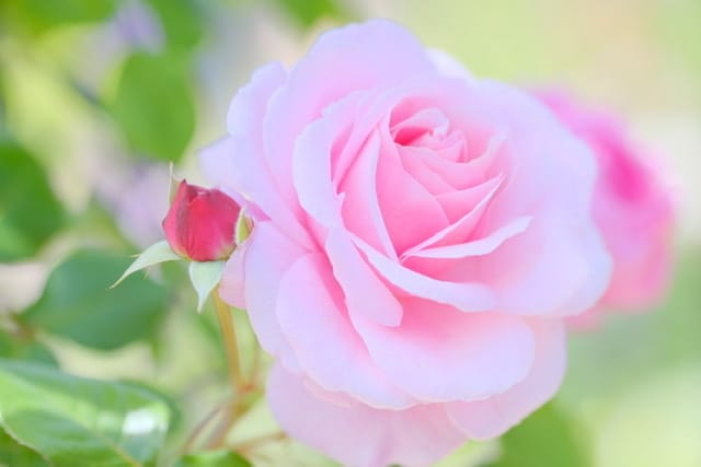 15分チャット占い★リアルタイムで霊視で鑑定します 深くまで繋がり、あなたに必要なメッセージを降ろします イメージ1