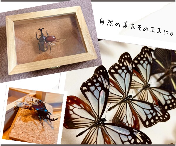フルオーダーメイドで『昆虫標本』つくります 世界にひとつだけ。記録