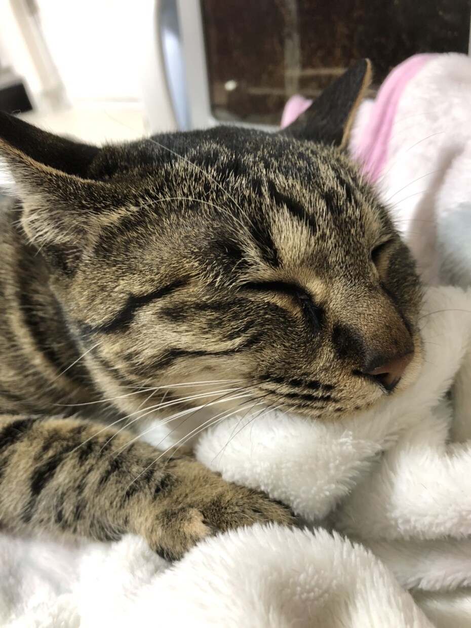 話し相手になります 寂しい時、あなたの心に寄り添います。 イメージ1