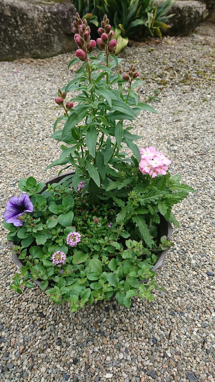 花や野菜の園芸相談いたします 花や野菜のお困り事の相談、初めての方へアドバイス致します。 イメージ2