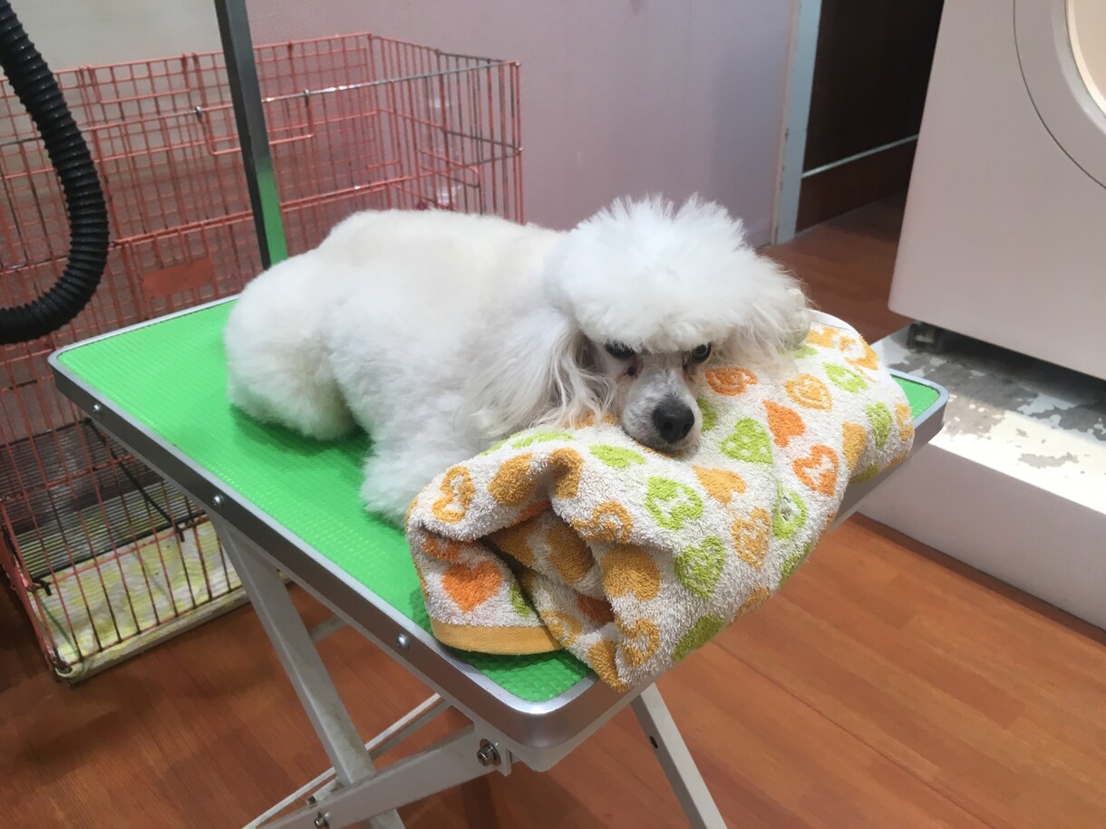 高齢犬に関する悩み相談お受け致します プロのドッグヘルパーとしてサポート イメージ1
