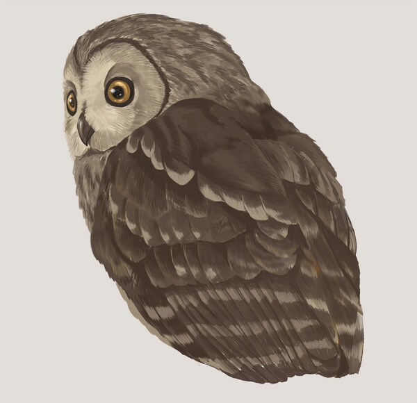 リアルな鳥のイラストを可愛らしく描きます 鳥のふわふわとした質感も表現できます。 イメージ4