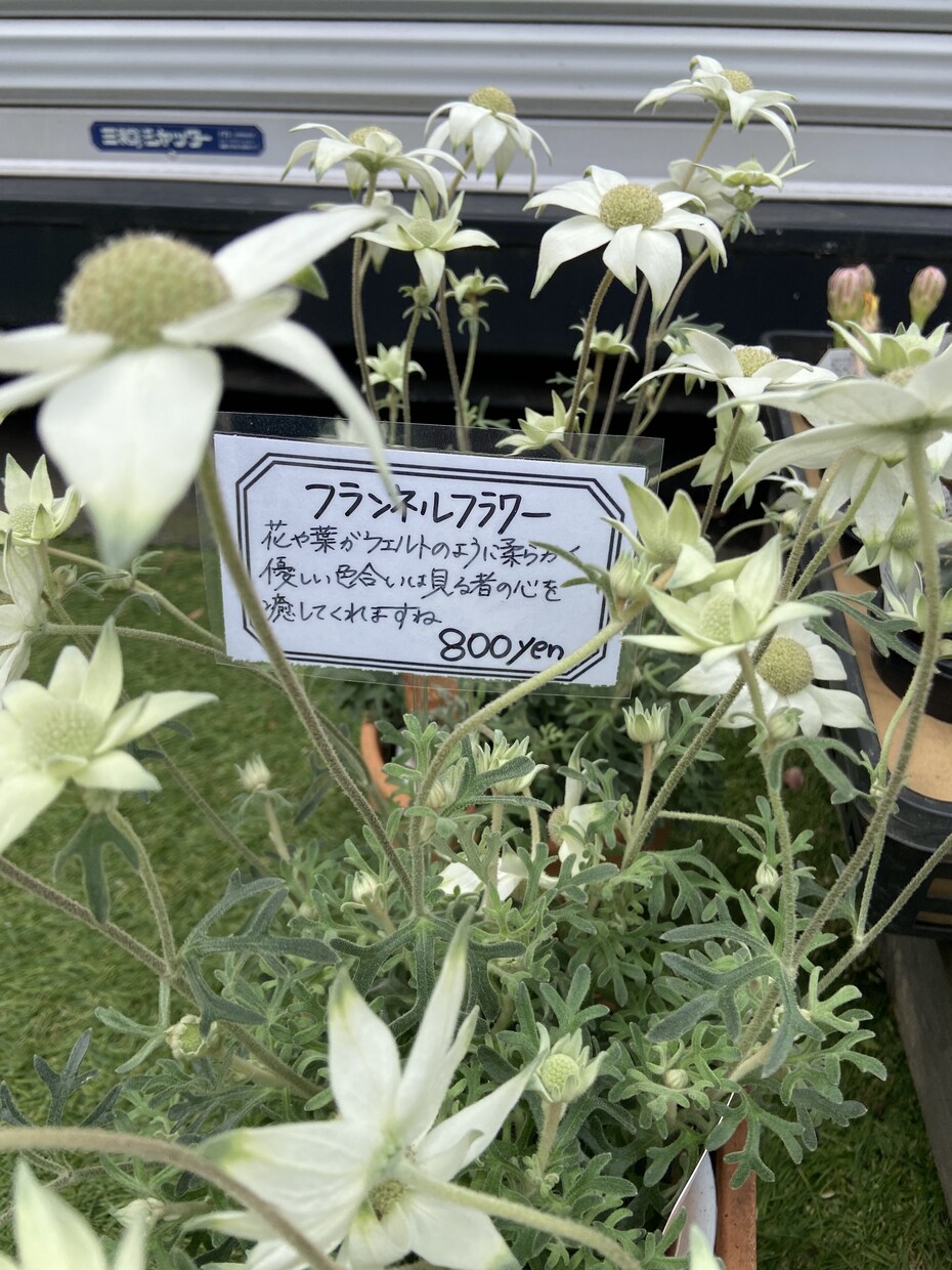味のある手書きPOPを書きます 長く愛されるPOPが得意です。 イメージ3